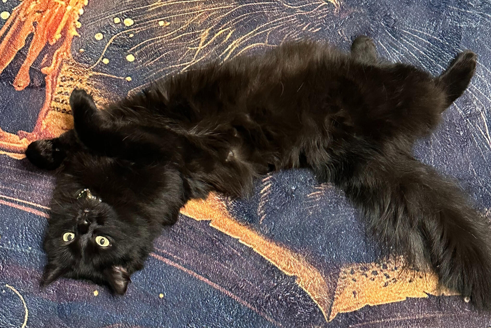 black cat with green eyes in home environment